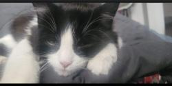 Lost Female Cat last seen Delton neighborhood 12734 83 street nw Northside , Edmonton, AB T5E 2Y6