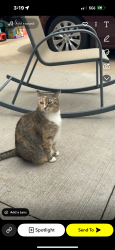 Lost Female Cat last seen Arbor Glen/Lincolnshire, Rochester, MN 55901