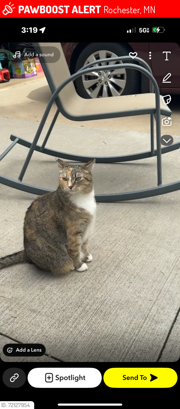 Lost Female Cat last seen Arbor Glen/Lincolnshire, Rochester, MN 55901