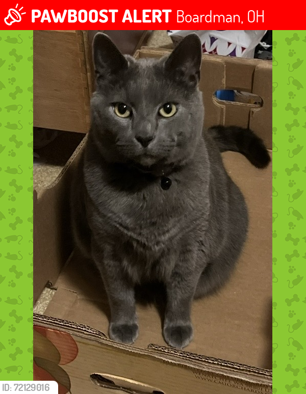 Lost Male Cat last seen FORESTRIDGE DR., Boardman, OH 44512