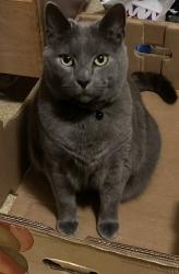 Lost Male Cat last seen FORESTRIDGE DR., Boardman, OH 44512