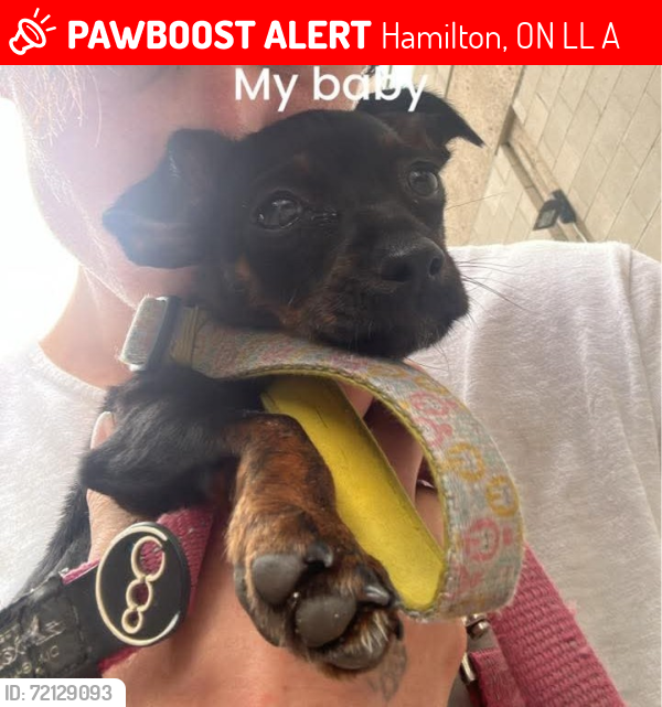 Lost Female Dog last seen Cannon and mary, Hamilton, ON L8L 2A2
