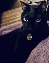 Lost Male Cat last seen Lomond Blvd and Ingleside, Shaker Heights, OH 44120