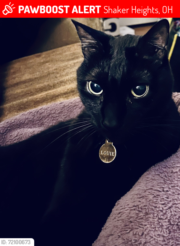 Lost Male Cat last seen Lomond Blvd and Ingleside, Shaker Heights, OH 44120