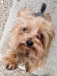 Lost Female Dog last seen Freemont and merrwood, Forestdale, AL 35214