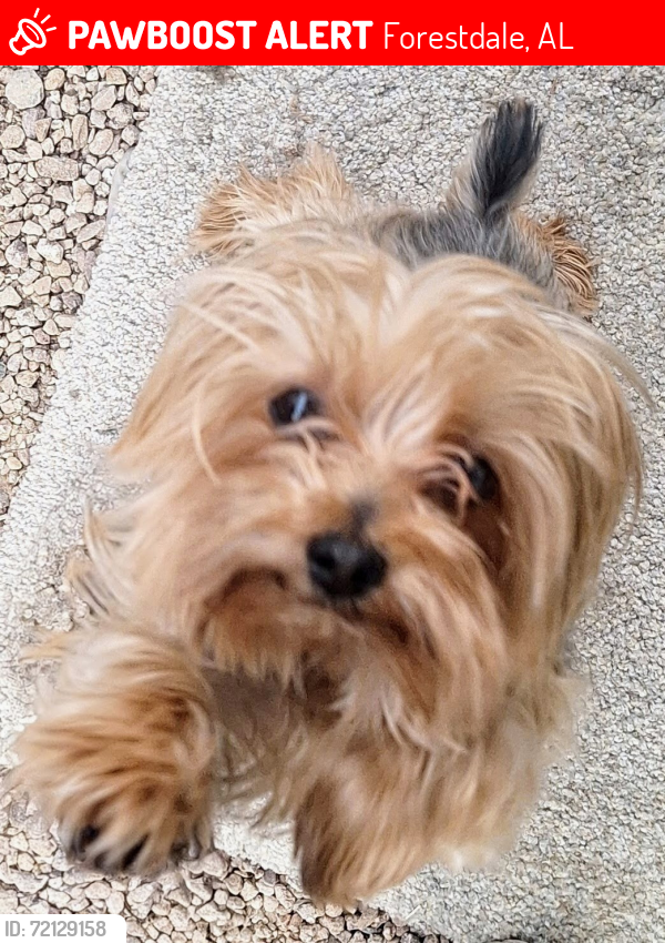 Lost Female Dog last seen Freemont and merrwood, Forestdale, AL 35214