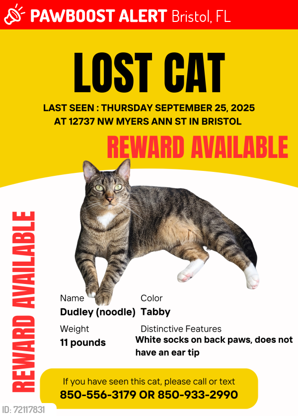 Lost Male Cat last seen Myers Ann St in Bristol Florida , Bristol, FL 32321