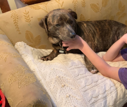 Lost Male Dog last seen Levee by the lake , Metairie, LA 70005