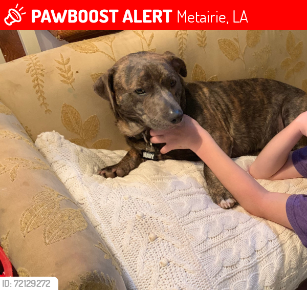 Lost Male Dog last seen Levee by the lake , Metairie, LA 70005