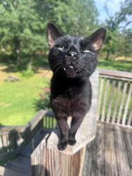 Lost Female Cat last seen Fill Bridge Road, Jackson, GA 30233
