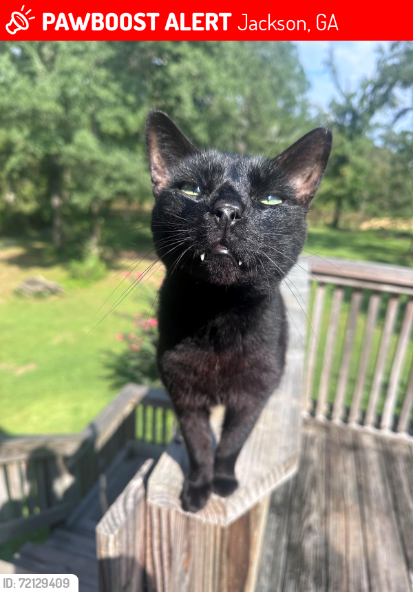 Lost Female Cat last seen Fill Bridge Road, Jackson, GA 30233