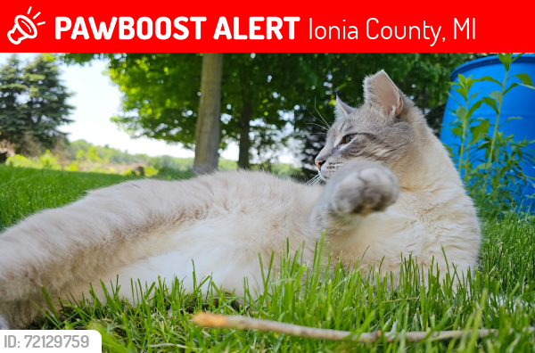 Lost Male Cat last seen Keefer, Gibbs, & Peck Lake Rds, Ionia County, MI 48875