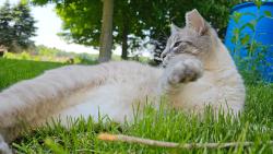 Lost Male Cat last seen Keefer, Gibbs, & Peck Lake Rds, Ionia County, MI 48875