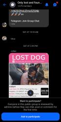 Lost Male Dog last seen 47th and Figueroa , Los Angeles, CA 90037