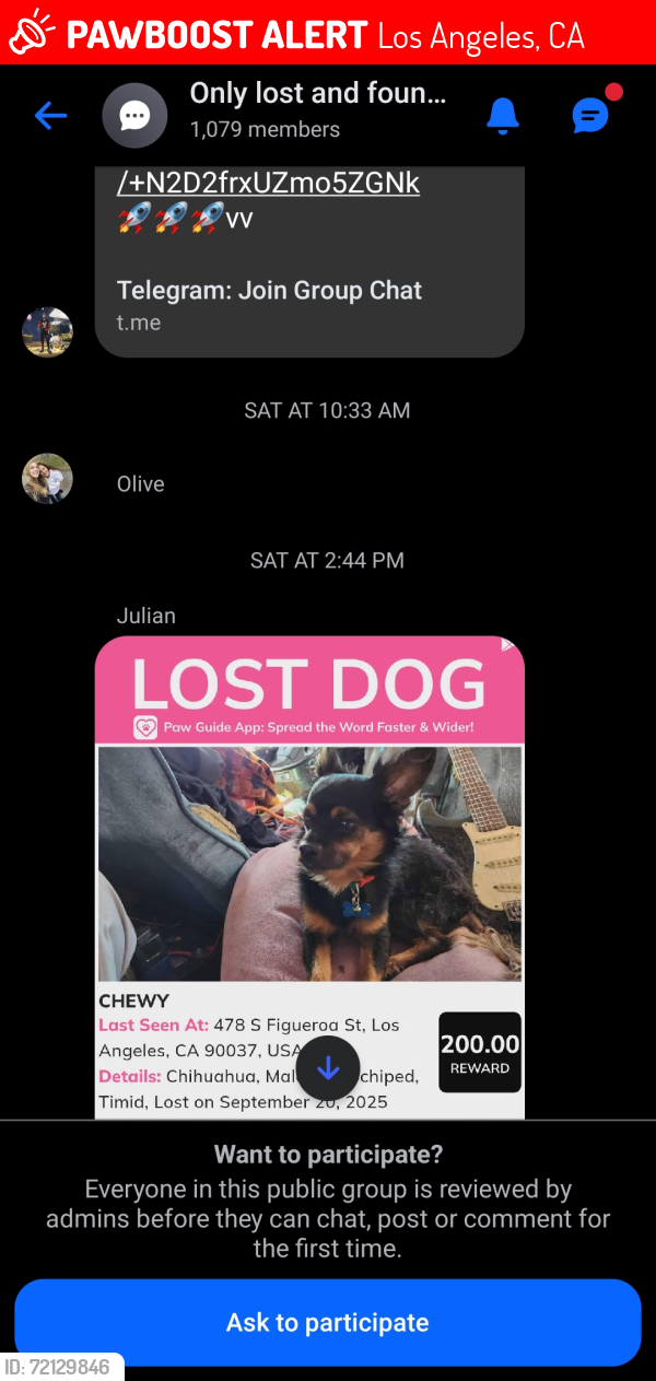 Lost Male Dog last seen 47th and Figueroa , Los Angeles, CA 90037