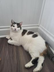 Lost Female Cat last seen Centennial Village, Heritage Ave and Colony Rd. , Canal Fulton, OH 44614