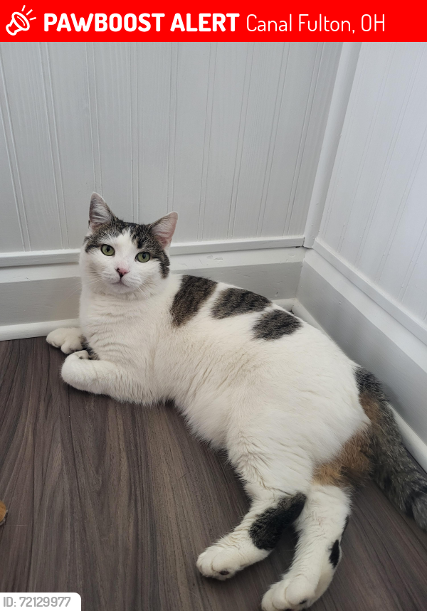 Lost Female Cat last seen Centennial Village, Heritage Ave and Colony Rd. , Canal Fulton, OH 44614