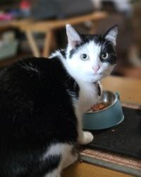 Lost Female Cat last seen SW 81st Loop Candler OTOW , Ocala, FL 34481