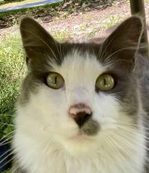 Lost Male Cat last seen Near Millvale Rd Chesterfield VA, Chesterfield, VA 23832