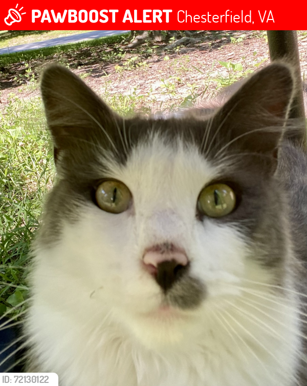 Lost Male Cat last seen Near Millvale Rd Chesterfield VA, Chesterfield, VA 23832