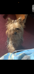 Lost Female Dog last seen Farmers & linden , Queens, NY 11412