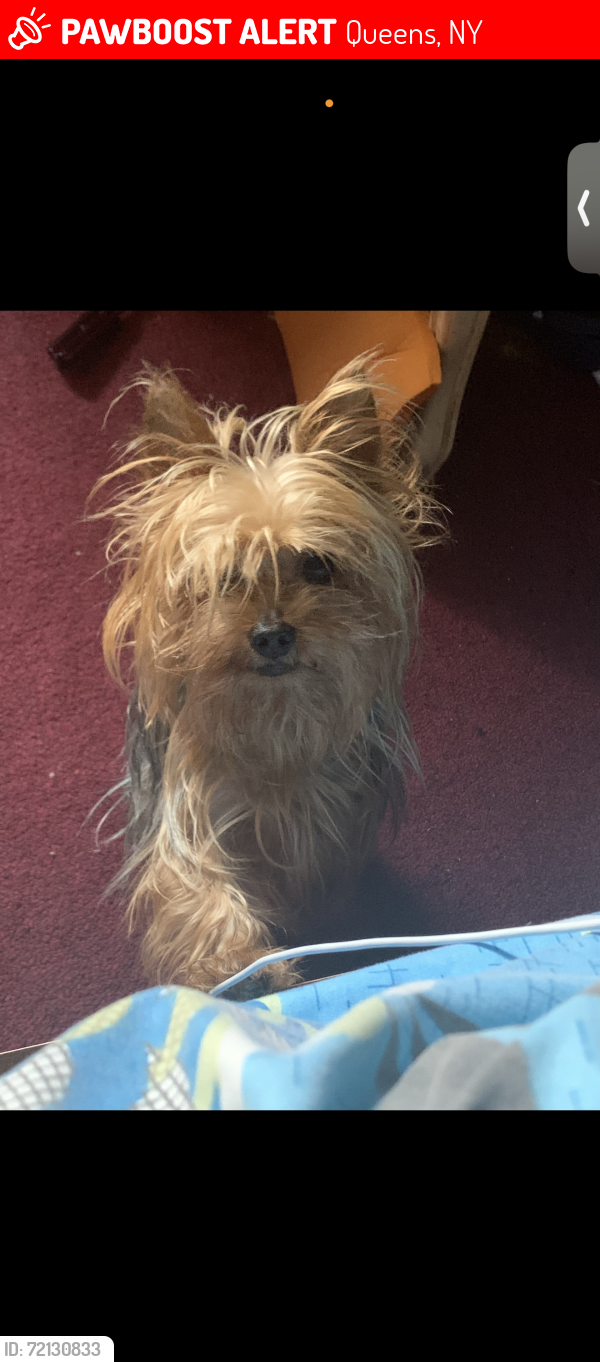 Lost Female Dog last seen Farmers & linden , Queens, NY 11412