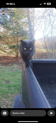 Lost Male Cat last seen Old Fort Rd Fairview, NC, USA, Buncombe County, NC 28730