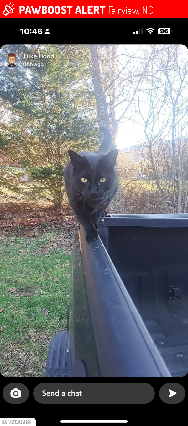 Lost Male Cat last seen Old Fort Rd Fairview, NC, USA, Buncombe County, NC 28730