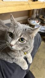 Lost Female Cat last seen Plumas between Country Club & Morningside, Reno, NV 89509
