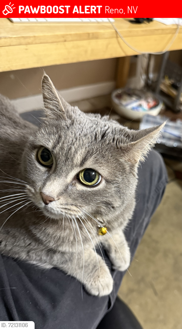 Lost Female Cat last seen Plumas between Country Club & Morningside, Reno, NV 89509