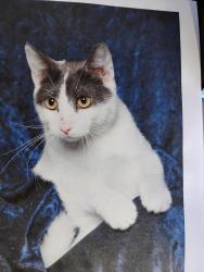 Lost Male Cat last seen Ave D, Rock Falls, IL 61071