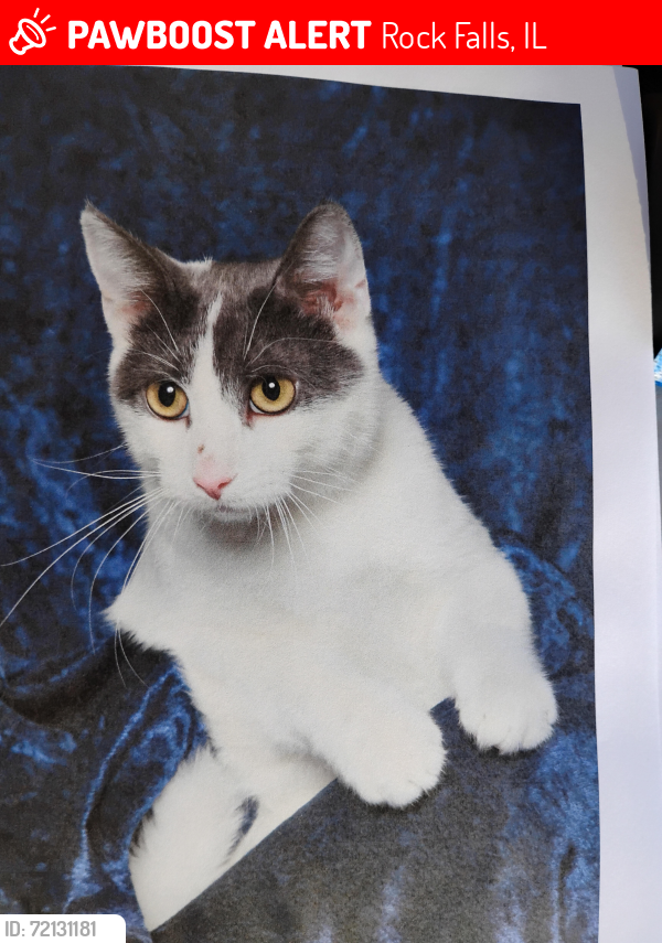 Lost Male Cat last seen Ave D, Rock Falls, IL 61071