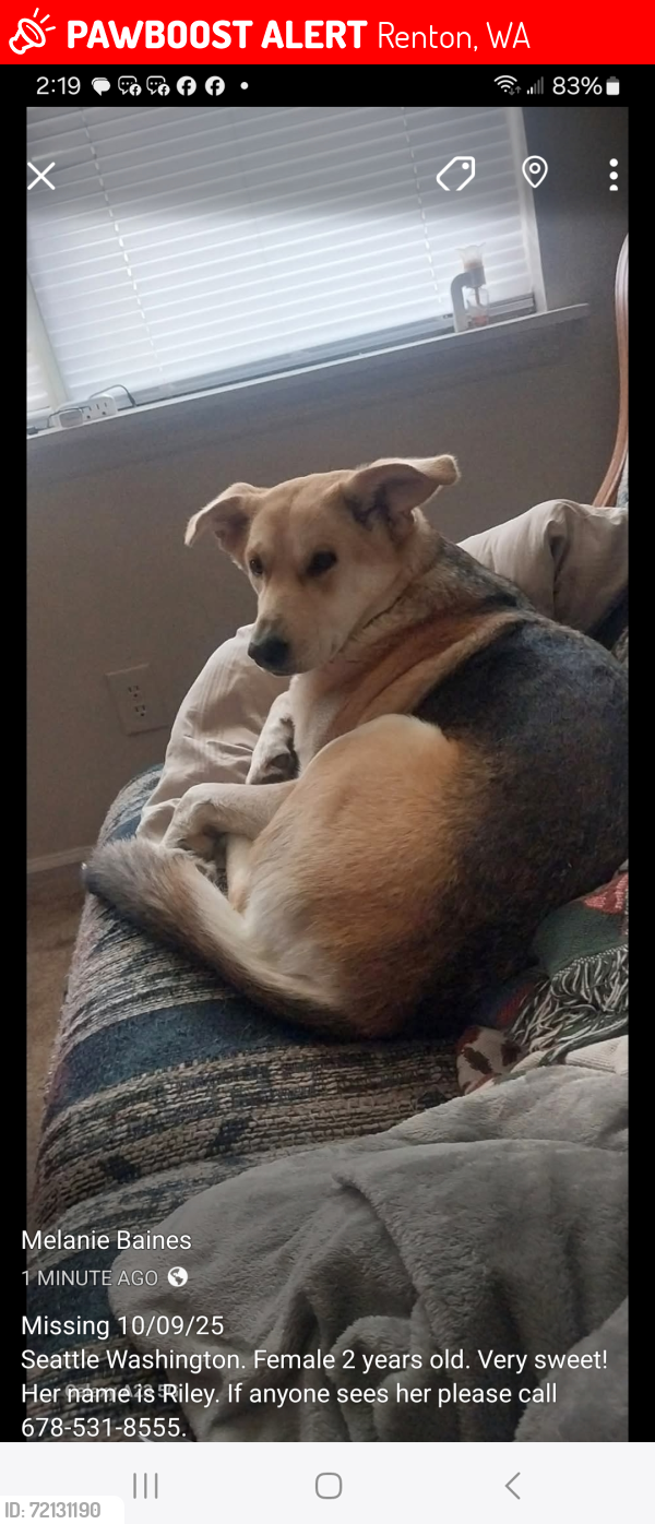 Lost Female Dog last seen Oakdale drive, Renton, WA 98057