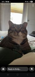 Lost Female Cat last seen Unit #69 Hugo ests , Hugo, MN 55038