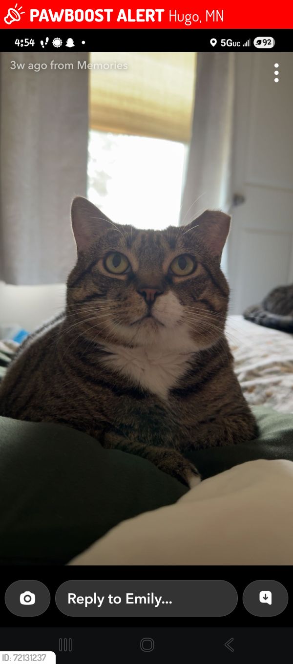 Lost Female Cat last seen Unit #69 Hugo ests , Hugo, MN 55038