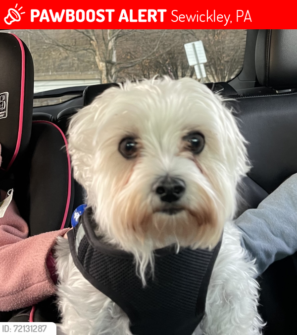 Lost Male Dog last seen Midway Marina Sewickley , Sewickley, PA 15143