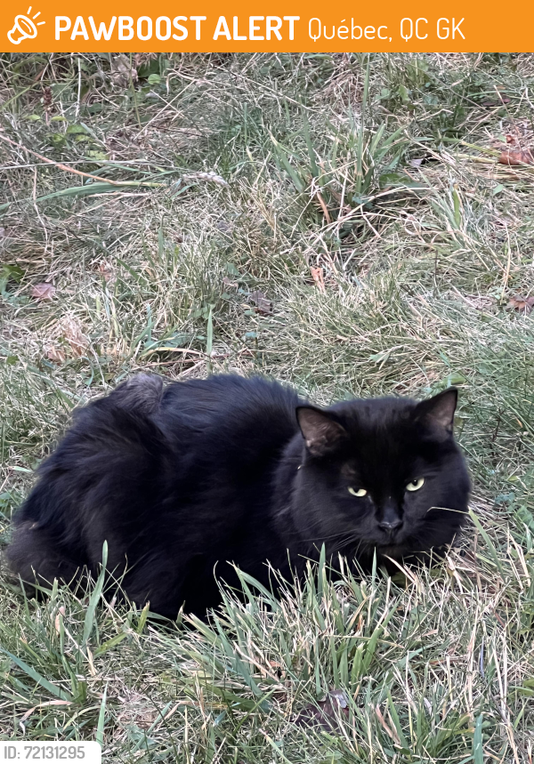 Found/Stray Unknown Cat last seen Avenue du Cap Diamant, Québec, QC G1K