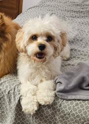 Lost Male Dog last seen Moline ave and E Highline Pl, Aurora, CO 80010
