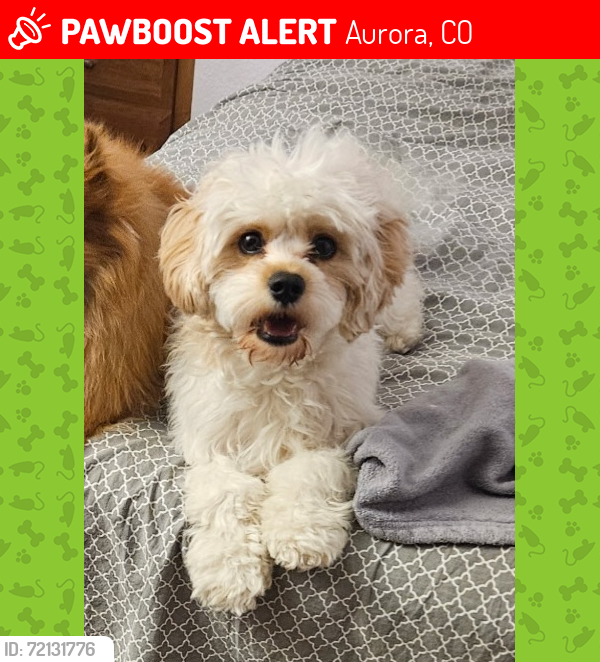 Lost Male Dog last seen Moline ave and E Highline Pl, Aurora, CO 80010