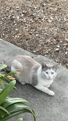 Found/Stray Male Cat last seen Boise Dr. and Phoenix Ave., Campbell, CA 95117