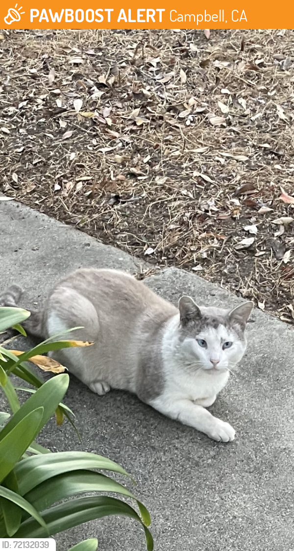 Found/Stray Male Cat last seen Boise Dr. and Phoenix Ave., Campbell, CA 95117