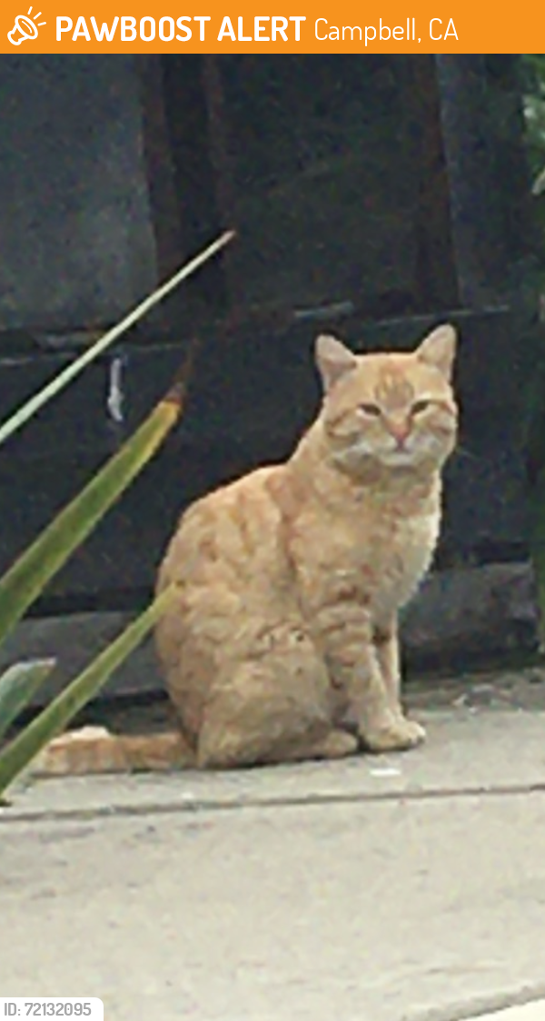Found/Stray Male Cat last seen Boise Dr. and Phoenix Ave, Campbell, CA 95117