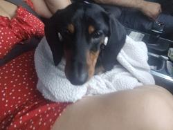 Reunited Male Dog last seen Tamiami C Road, Miami, FL 33144