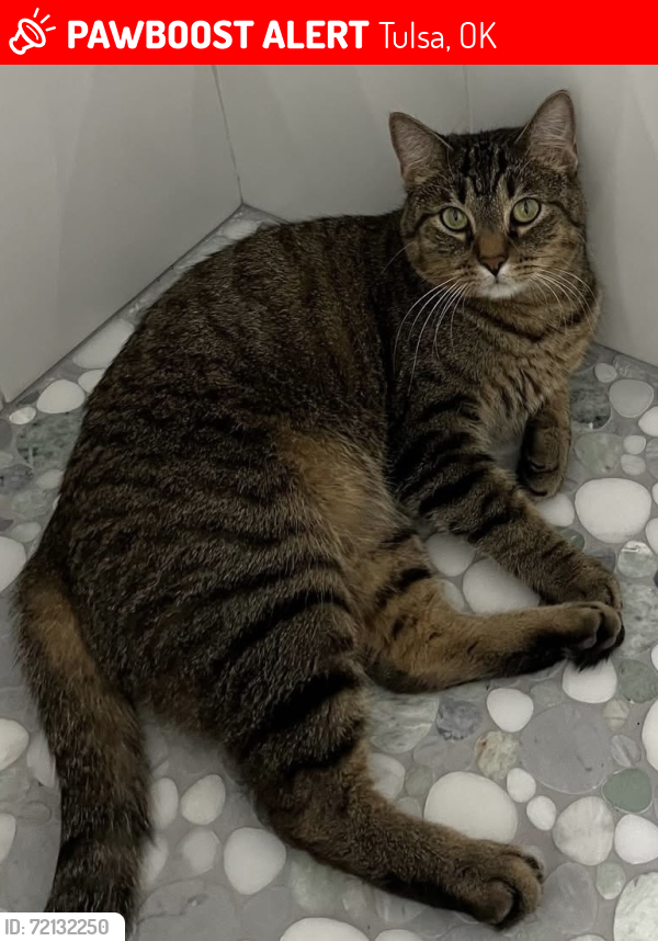 Lost Male Cat last seen Delaware Crossing condominiums 91st and Delaware, Tulsa, OK 74137
