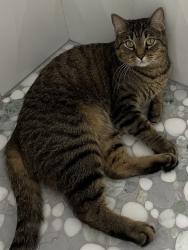 Lost Male Cat last seen Delaware Crossing condominiums 91st and Delaware, Tulsa, OK 74137