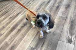 Lost Male Dog last seen Valle Hermosa Road, Sandia Park, NM 87047