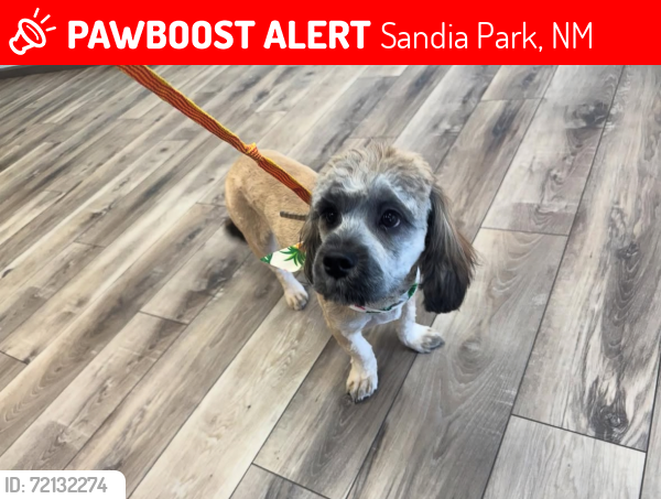 Lost Male Dog last seen Valle Hermosa Road, Sandia Park, NM 87047