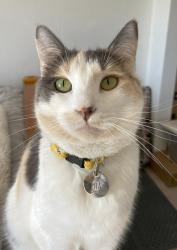 Lost Female Cat last seen NE 197th, and 109 Ave NE, Bothell, WA 98011