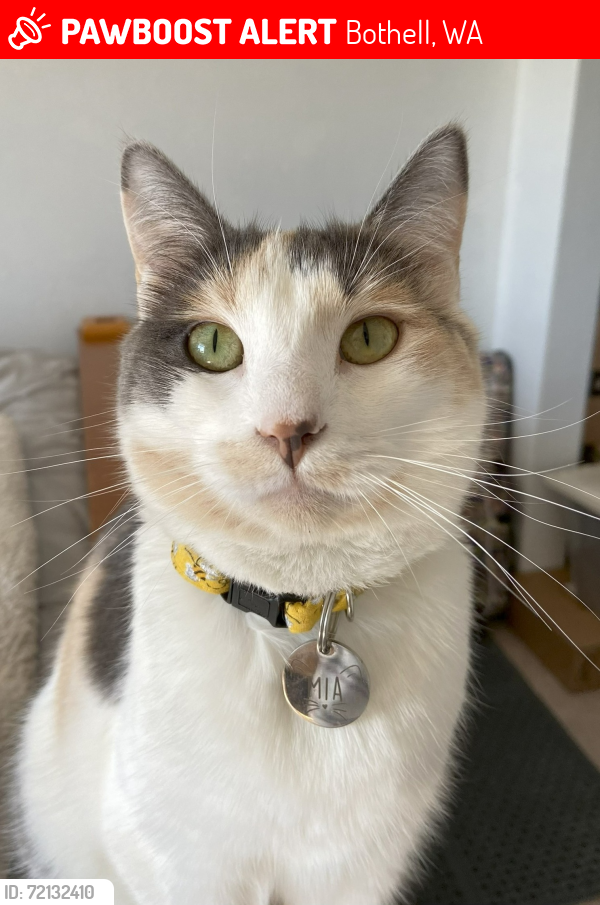 Lost Female Cat last seen NE 197th, and 109 Ave NE, Bothell, WA 98011