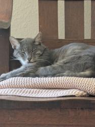 Lost Male Cat last seen Tice Valley Blvd, Walnut Creek, CA 94595